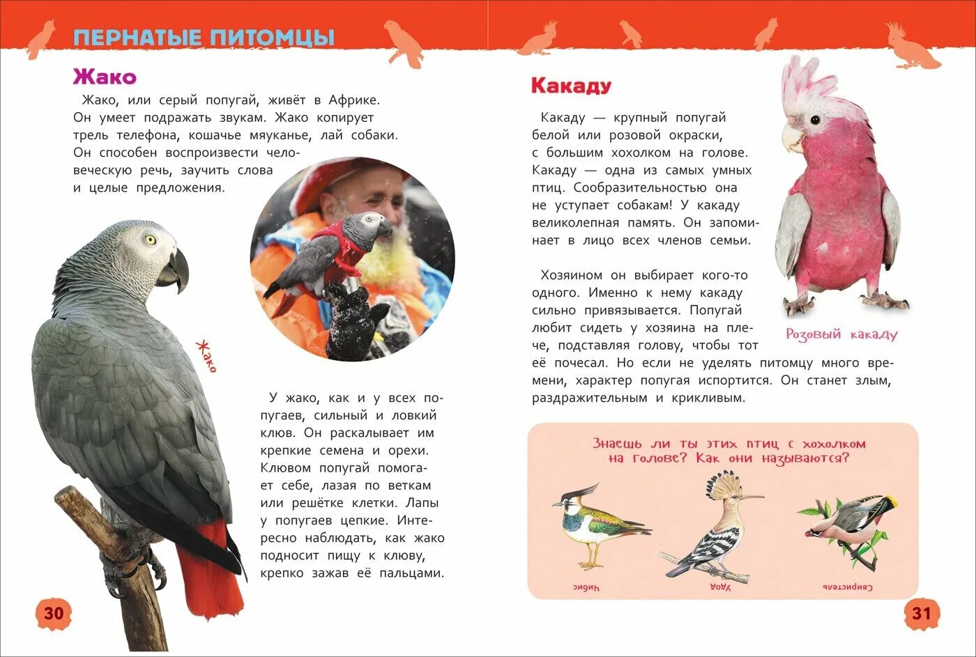 какаду словосочетание. попугай какаду сообщение. какаду словосочетание. какаду информация кратко. энциклопедия попугаи.