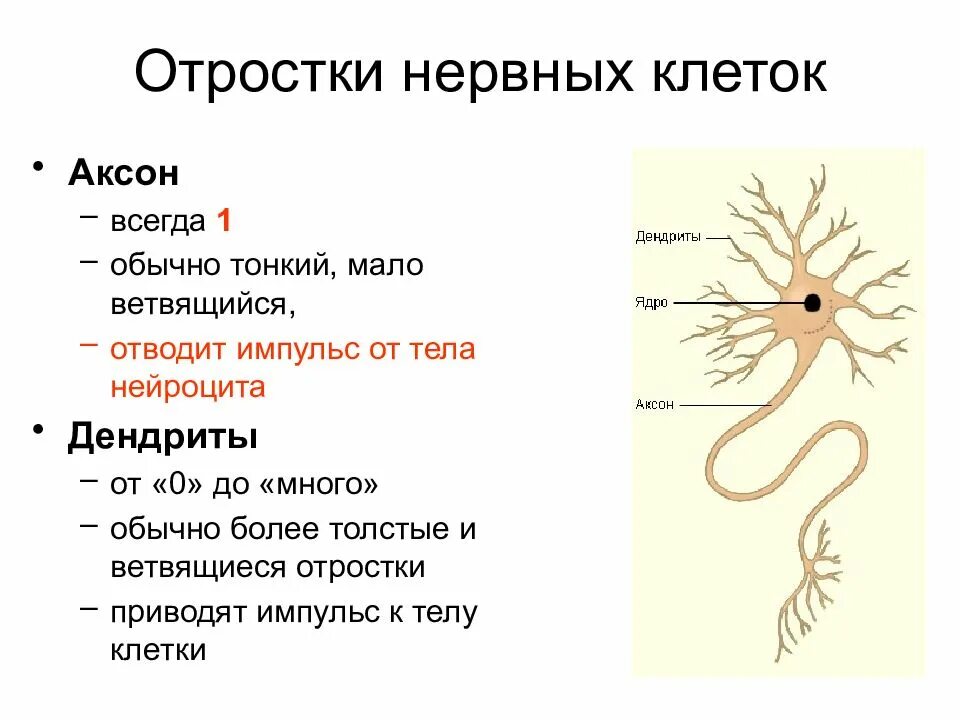 Короткие ветвящиеся отростки нервных клеток. Нервная ткань отростки- дендриты. Строение отростков нервных клеток. Нервная ткань Аксон дендрит функции. Аксоны центральных отростков нейронов.