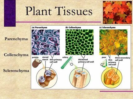 Plant tissues