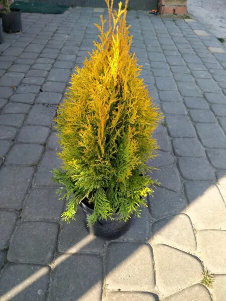 Купить Туя западная Golden Brabant - Туя - GardenPlants