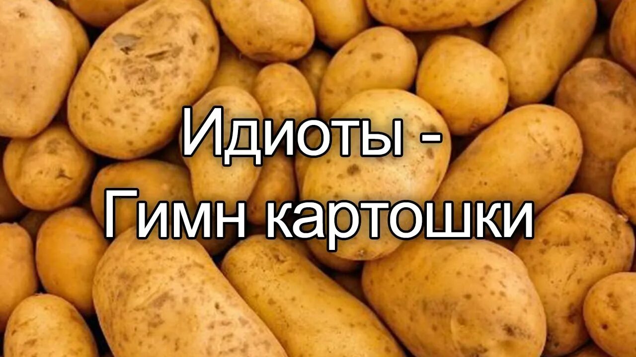 Включи песню картошка. Гимн картошке. Песня картошка. День любителей картошки. Гимн картошке текст.