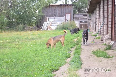 Собаки нижегородская область