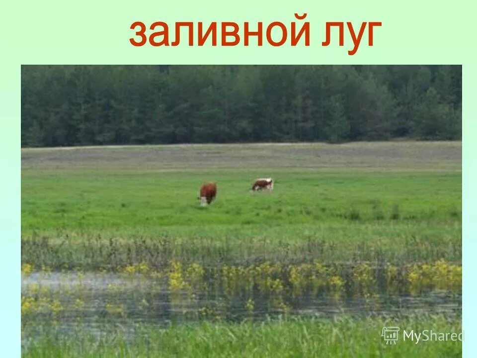 дег природное сообщество. тема жизнь луга. жизнь луга 4 класс окружающий мир. природное сообщество лу. жизнь луга 4 класс окружающий мир таблица.