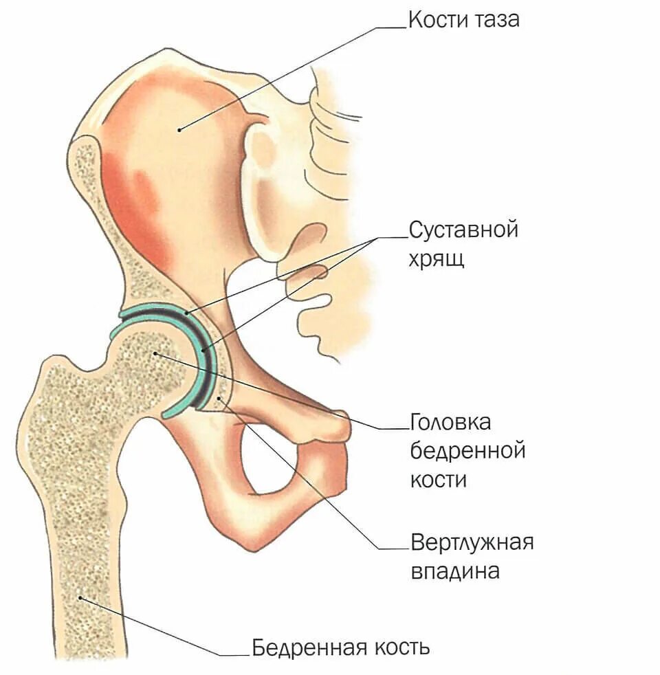 Анатомия вертлужной впадины тазобедренного сустава. Строение костей тазобедренного сустава. Сустав головки бедренной кости. Тазобедренный сустав анатомия строение. Правый бедренный сустав