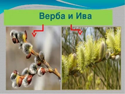 Верба и ива разница фото как отличить