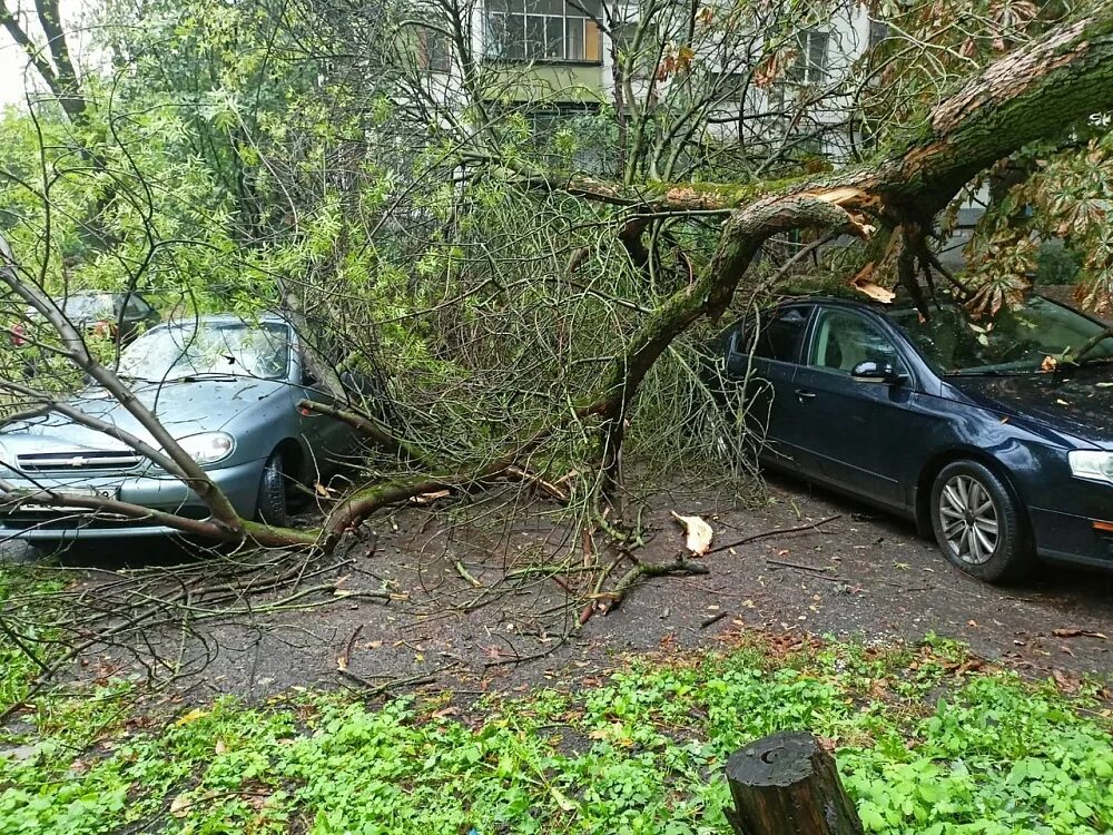 Упавшее дерево. Opel деревья упало. Ветер повалил деревья. Ветер упало дерево