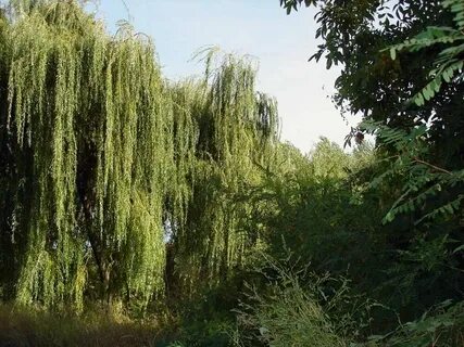 Распустила косы ива смотрит в речку горделиво