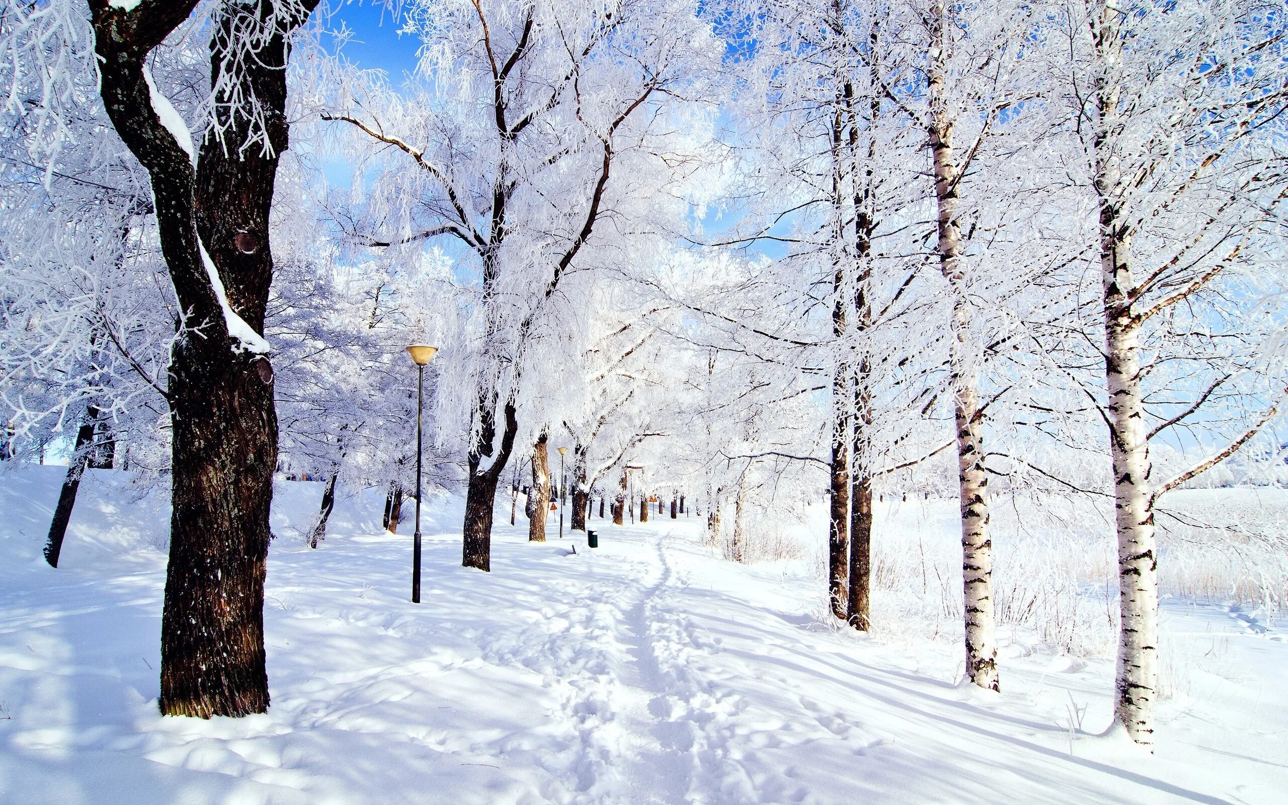 Снежная зима к какому лету. Зима. Деревья в снегу. Зимние обои. Зима картинки.