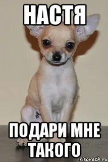 Слова настя подари