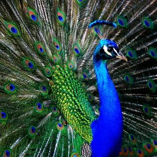 Peacock перевод