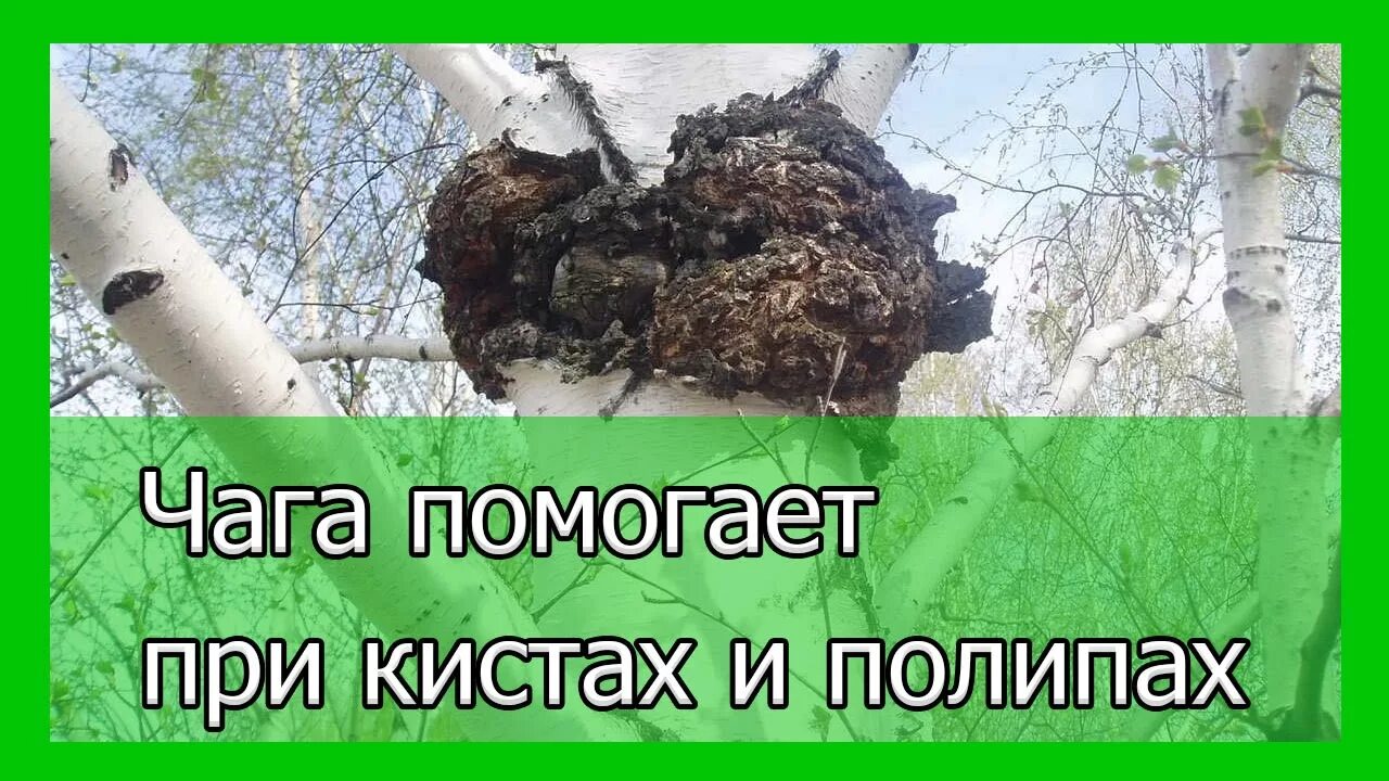 Киста чага. Чага. Чага при полипах. Чага Березовая при полипах. Чага при кисте.