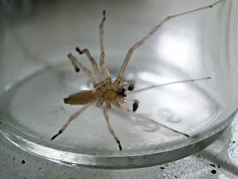 Cheiracanthium erraticum. Жёлтый паук мешкопряд. Паук мешкопряд. Жёлтый паук мешкопряд. Жёлтый паук мешкопряд.