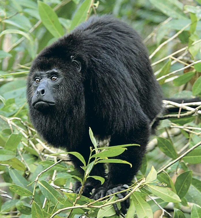 Обезьяна ревун коста рика. Колумбийский ревун. Животные джунглей. Шерстяная обезьяна. Hylobates agilis.