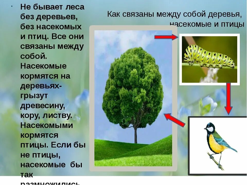 Ольха майский жук кукушка невидимые нити. Невидимые нити весной 2 класс. Невидимые нити в весеннем лесу. Невидимые нити весной 2 класс. Невидимые нити в весеннем лесу примеры.