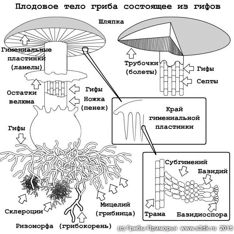 Строение шляпочного гриба 7 класс биология. Структура плодового тела шляпочного гриба. Структура и схема шляпочного гриба. Схема плодовое тело шляпочного гриба. Грибы строение шляпочных грибов.