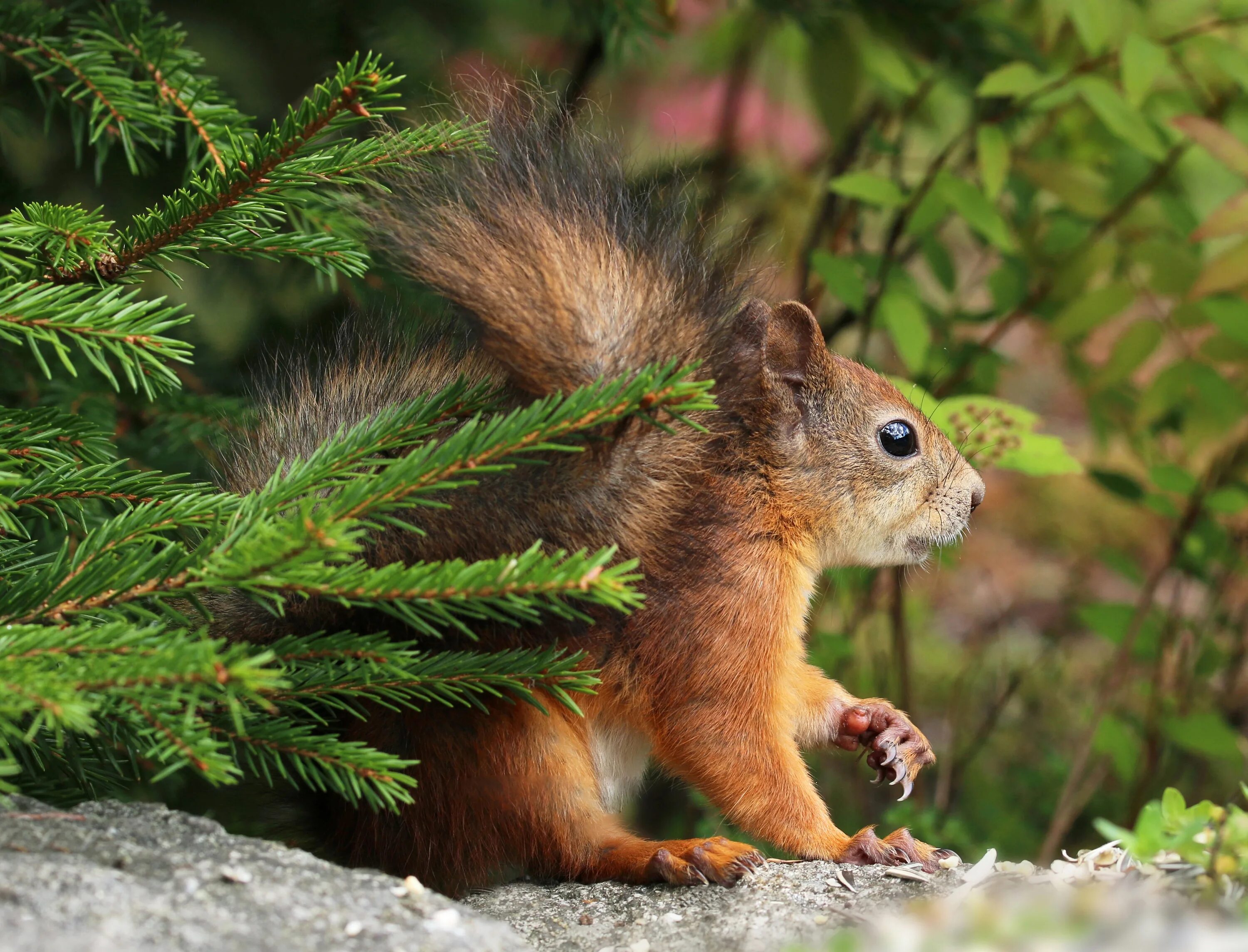 новогодняя белочка. белка. белка. белка ест елку. белка с шишкой.