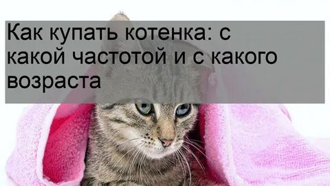 Со скольки месяцев можно мыть котят