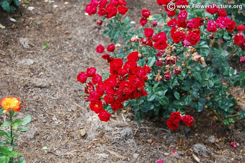 Cottage Farms Direct Red Cascading Rose Tree Rose trees, Planting flowers, Cotta