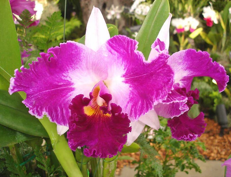 Blc m c. Blc. waianae leopard. cattleya waianae leopard. 2. blc.malworth (lc. charlesworthii x blc. malvern). c. moscombe x lc. wayndora shan beauty.
