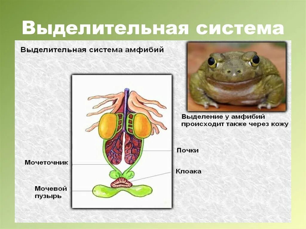 Выделение земноводных