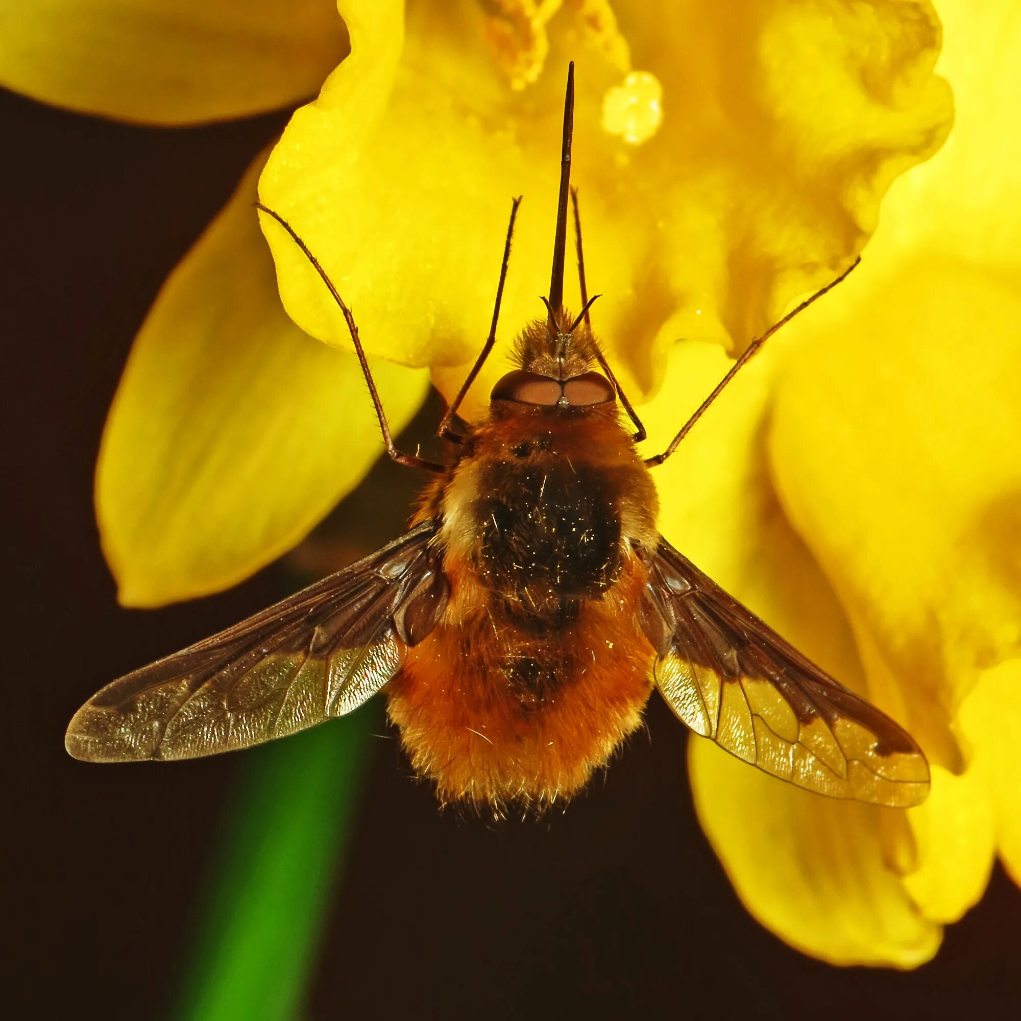 Bee fly. Двукрылые пчелы. Bee Дикинсон.