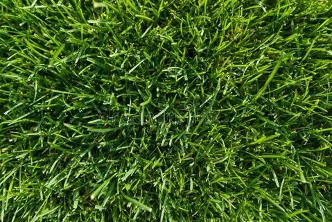 B grass
