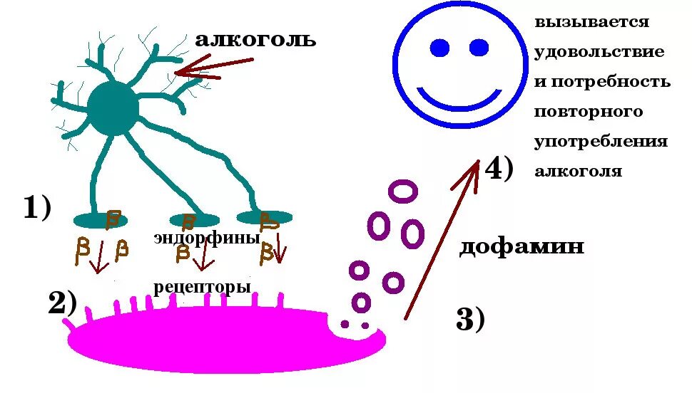 Дофаминовая зависимость. Дофамин роль в организме. Дофамин схема. Эндорфины схема действия.