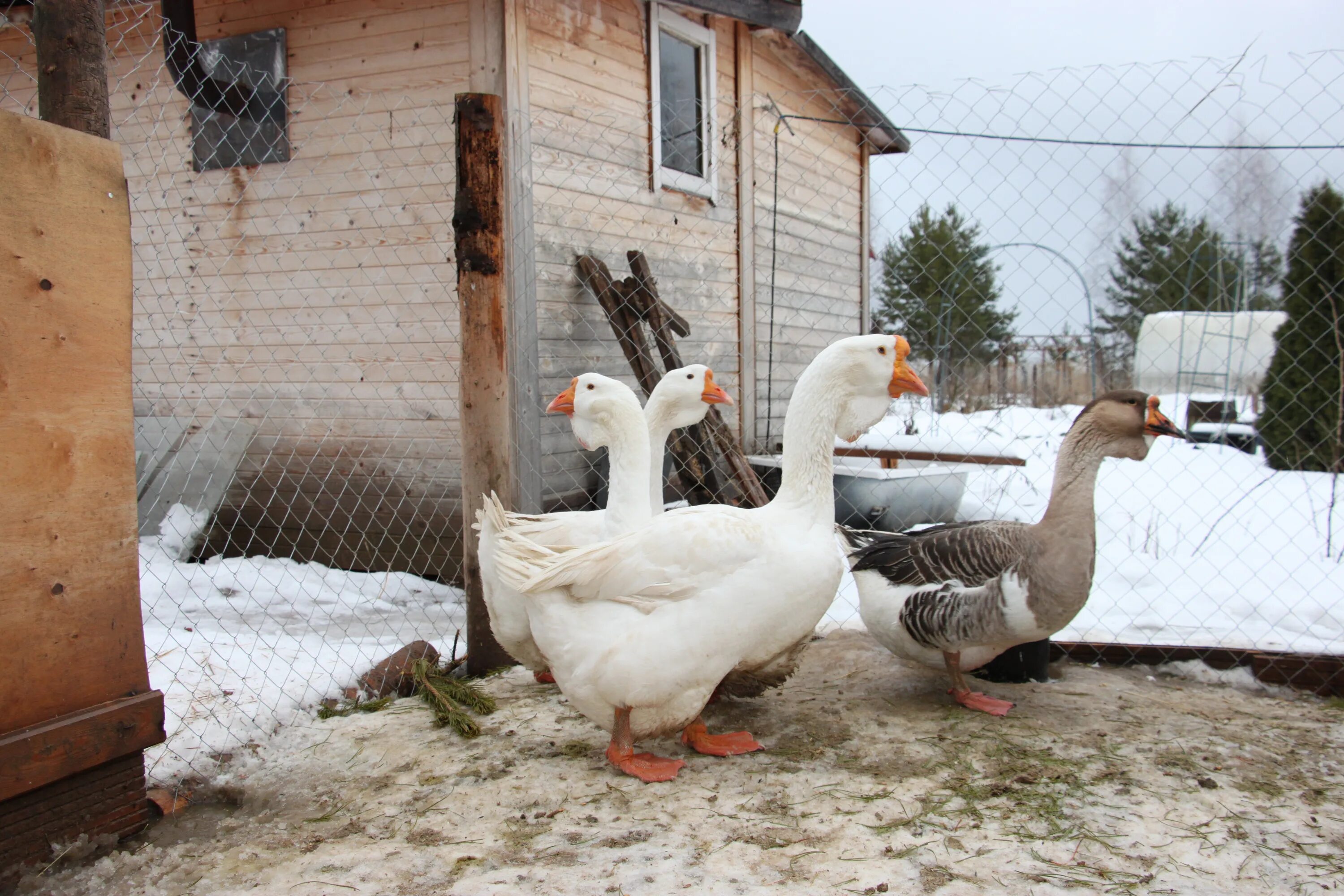 Обоянь. Гусь авито вакансии. Гусь авито вакансии. Обоянь. Таруса 2 гуся маруся.
