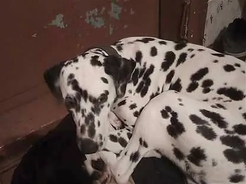 Кинг чарльз спаниель рубин. Щенок метис лабрадора и немецкой овчарки. Щенки ирбит. Ротвейлер в одежде. Щенок далматинец авито.