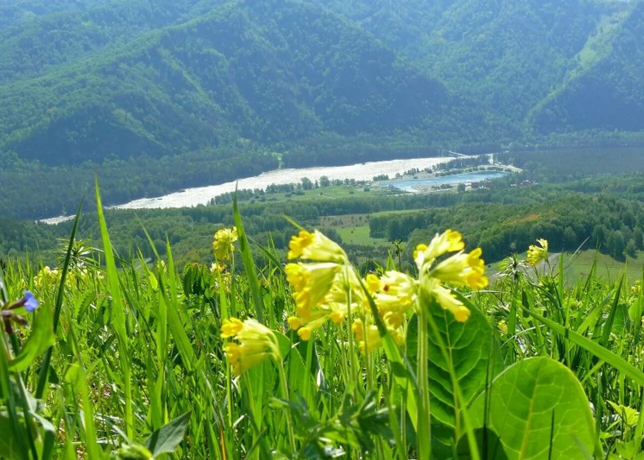 Каким будет лето в алтайском крае. Манжерок Алтайский край. Экскурсии по дендрарию Алтайскому. Манжерок цветы. Тур в Алтайский край.