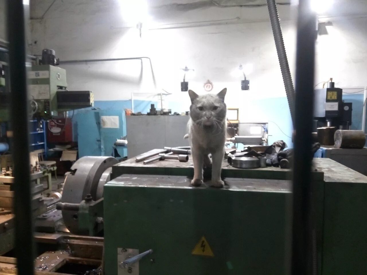 Кот на заводе мем. Кот в цеху. кот на заводе. кошки в цехе. котенок на заводе.