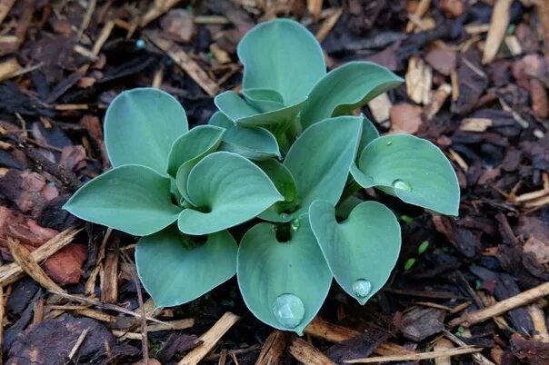 Хоста blue mouse ears. Хоста фростед мини харт. Хоста hosta blue mouse ears. Хоста holy mouse ears. Хоста blue mouse ears.