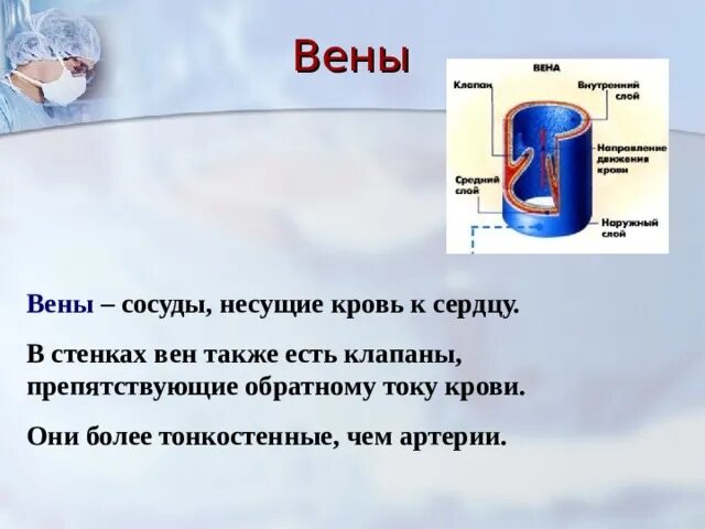 Сосуд несущий. Вены – сосуды, несущие венозную кровь. вена сосуд несущий кровь.