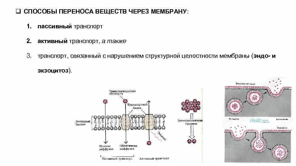 Какой вид мембранного транспорта показан на рисунке. Типы транспорта веществ через клеточную мембрану. Активный и пассивный транспорт веществ через мембрану физиология. Схема активного транспорта веществ через мембрану. Пассивный транспорт мембранный транспорт веществ.