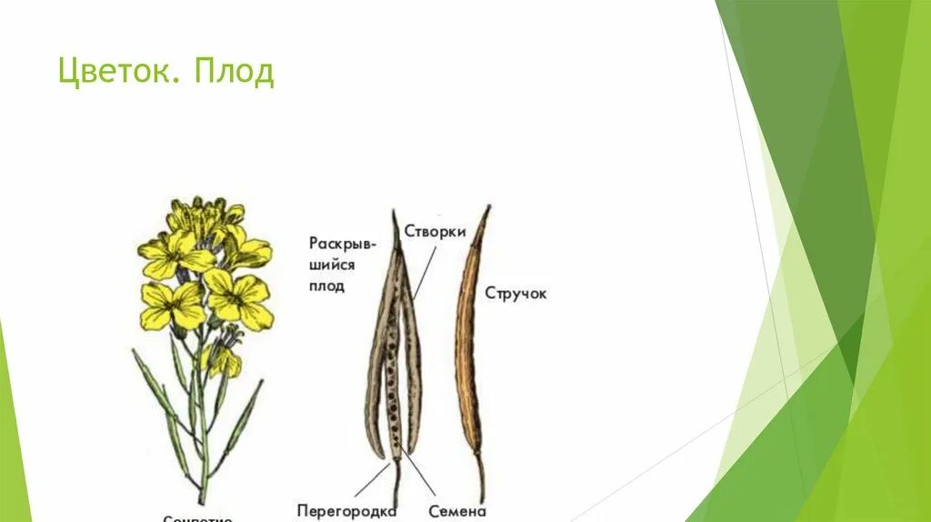 Строение плода семейства крестоцветные. Строение плода крестоцветных. Строение цветка и плодов крестоцветных. Плод стручок семейство крестоцветные строение.