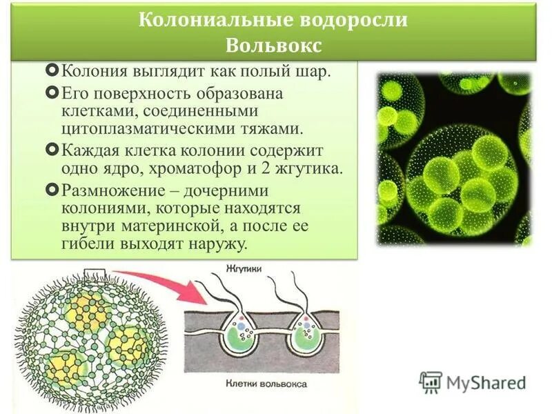 Одноклеточные зеленые водоросли характеристика. Колониальные водоросли вольвокс. Колонии вольвокса размножение. Колониальные водоросли вольвокс строение. Хроматофор вольвокса.