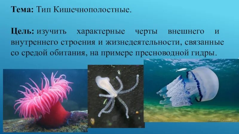 Тип кишечнополостные примеры