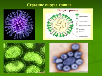 Свойства вируса гриппа