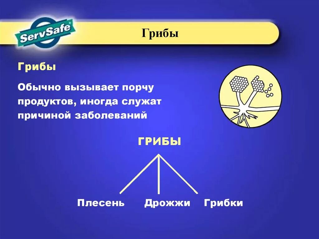 Грибы вызывающие порчу продуктов питания. Какие грибы вызывают порчу продуктов. Гриб который вызывает порчу продуктов. Могут вызывать порчу продуктов питания. Растения могут вызвать порчу продуктов и питания?.