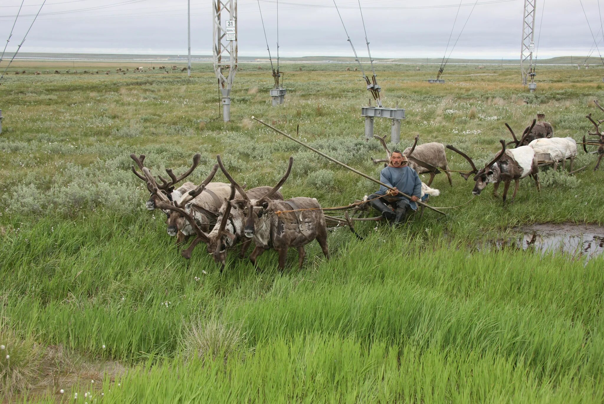 Оленеводы Байдарацкая тундра. Экология тундры. Оленьи пастбища в тундре. Экологические проблемы тундры. Экологическая обстановка в тундре