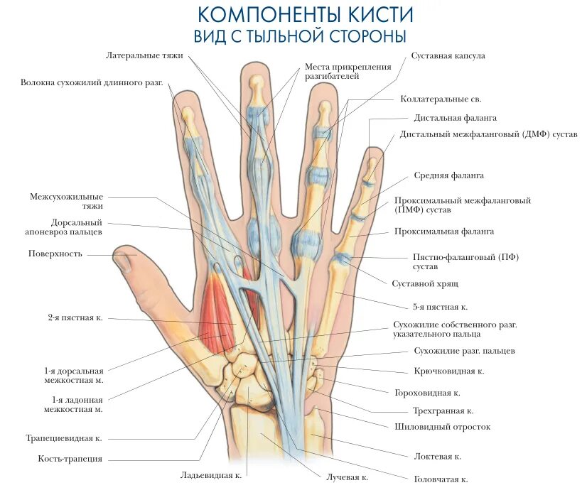 Пальцы на руке название на русском. Кисть левой руки строение анатомия. Строение левой руки анатомия. Строение мягких тканей кисти. Строение кисти руки человека кости и связки мышцы.