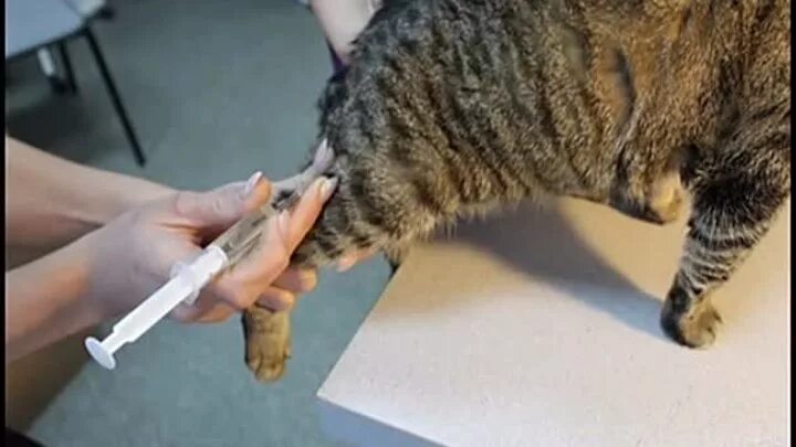 Veterinary care in Belgorod round the clock ! https://vk.com/public131403916 8-9