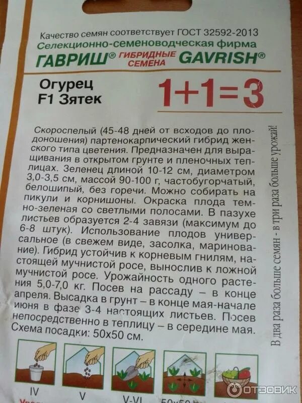 Огурец Зятек: описание сорта, фото, отзывы