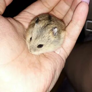 Джунгарский хомяк жизнь