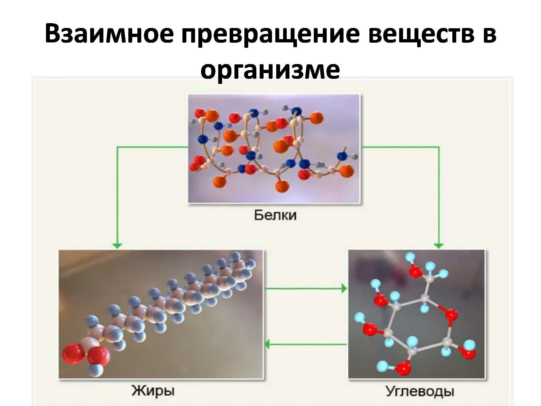 Молекулы белков жиров и углеводов