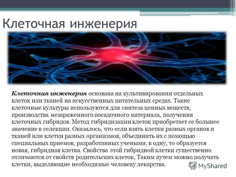 методы селекции клеточная инженерия. методы клеточной инженерии в селекции животных. клеточнаяная инженерия.