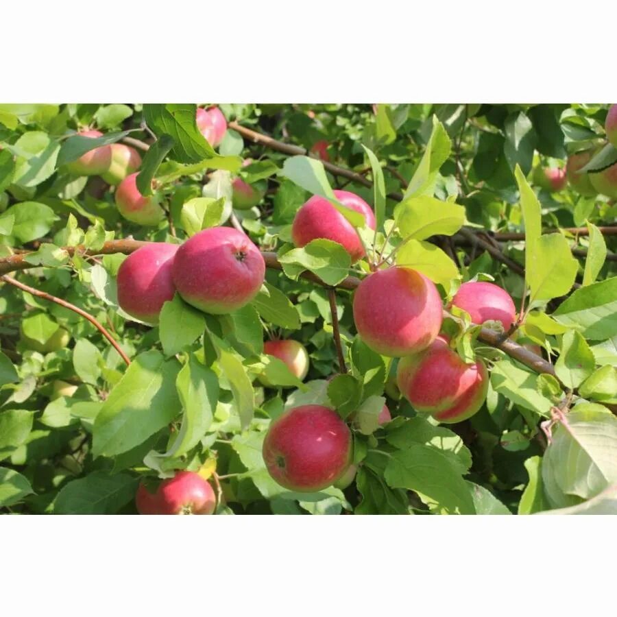 Яблоки рождественские сорт. Яблоня «рождественское» , полукарлик. Яблоня пекка. Сорт яблони рождественское. Рождество сорт яблони.