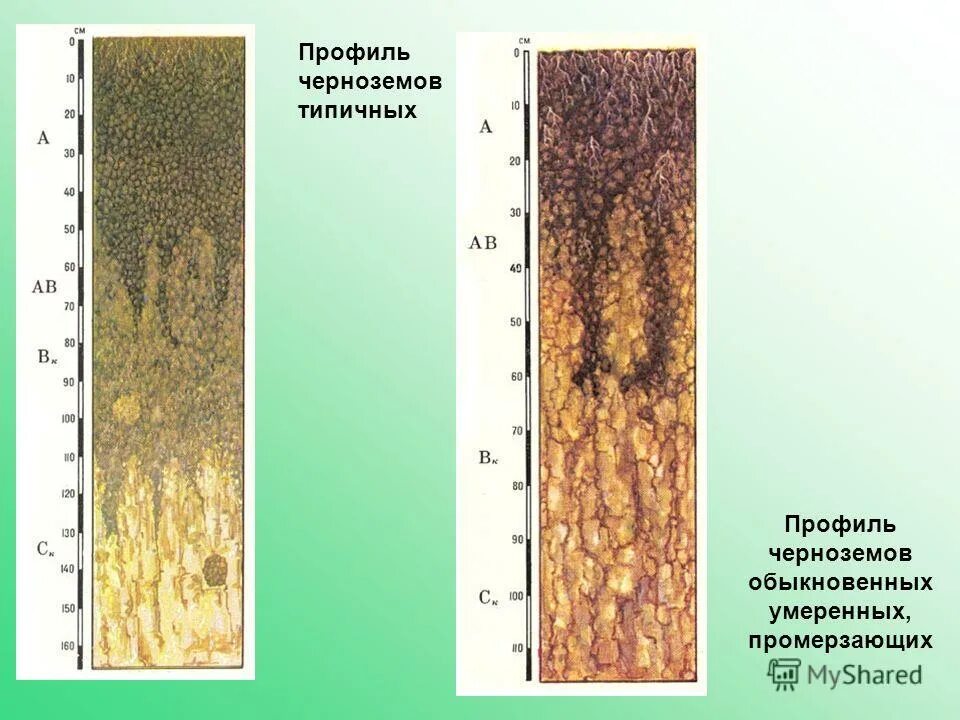 характеристика почвы гумусовый горизонт. серые лесные почвы профиль почвы. черноземы содержимое гумуса. почвенный профиль чернозема обыкновенного. характеристика чернозема.