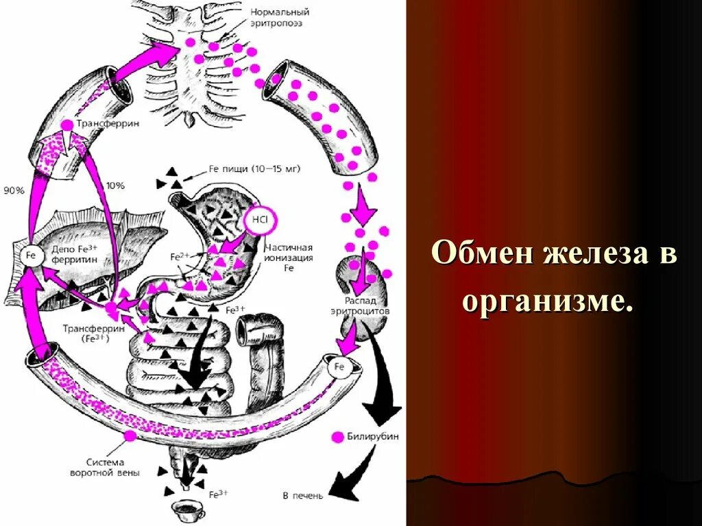 Схема метаболизма железа в организме. Метаболизм железа в организме человека схемы. Схема обмена железа в организме биохимия. Циркуляция железа в организме. И прочего железа