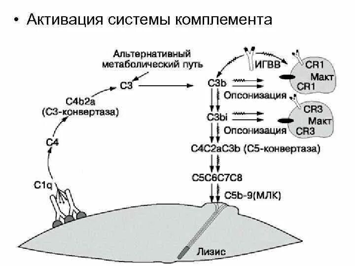 Лектиновый путь комплемента. Лектиновый путь активации комплемента. C3 конвертаза альтернативного пути активации комплемента. 3 Пути активации системы комплемента. Система комплемента альтернативный путь.